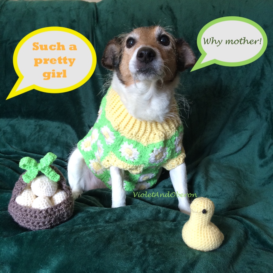 Jack Russell Terrier wearing a crochet sweater for the equinox